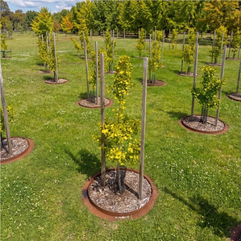 Young memorial trees with freshly mulched and edged beds prepared in the Mornington Green gardens.