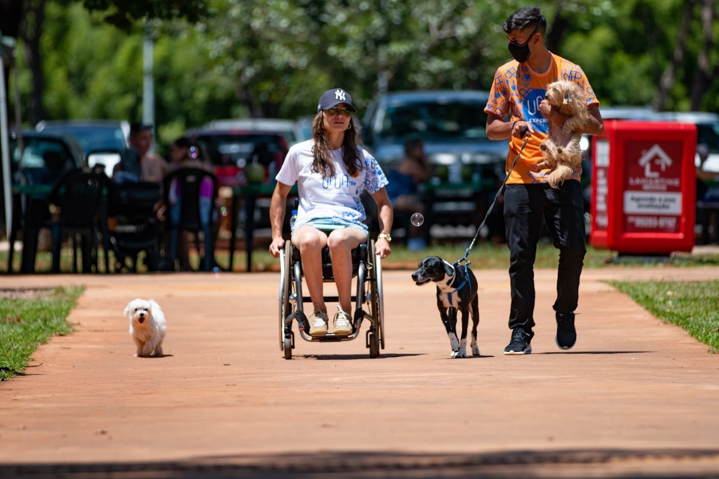 Mulher em cadeira de rodas e voluntário passeiam com cães em via arborizada de parque acessível