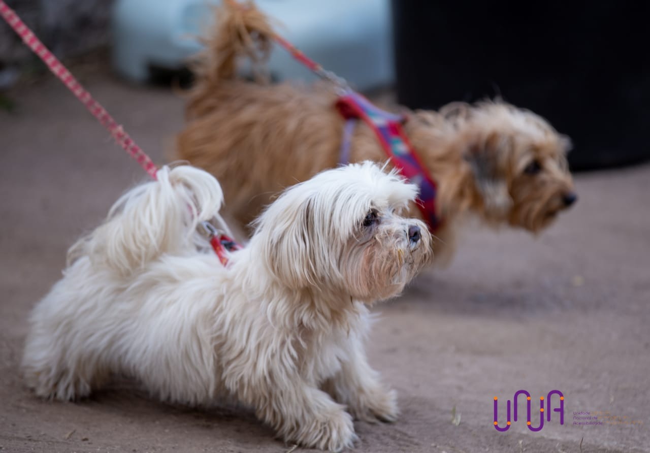 Dois cães de pequeno porte na guia durante atividade inclusiva da UNA - Unidade Nacional de Acessibilidade