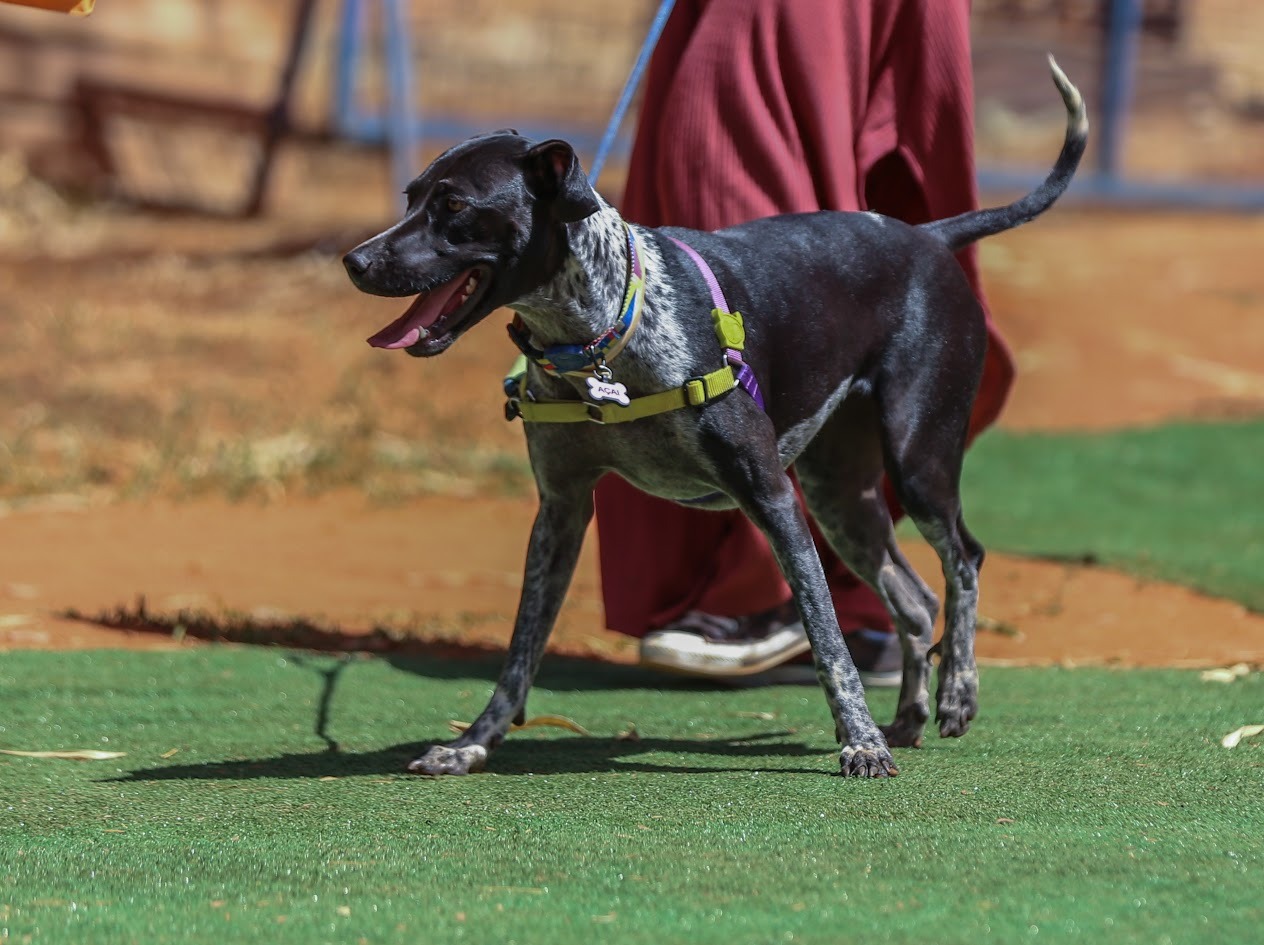 Cão passeia na guia em área gramada durante evento acessível da UNA