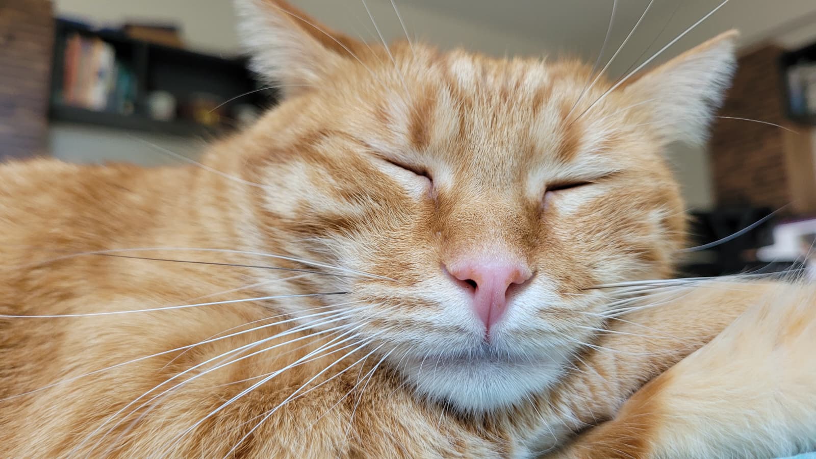 PetConnect