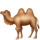 🐫