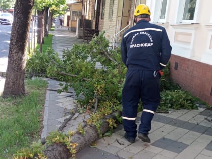 Краснодарские спасатели убрали упавшие из-за сильного ветра деревья по 15 адресам