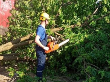 Ураганный ветер повалил в Краснодаре более 260 деревьев (фото)