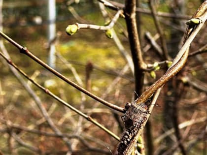 Внимание! Коричнево-мраморный клоп