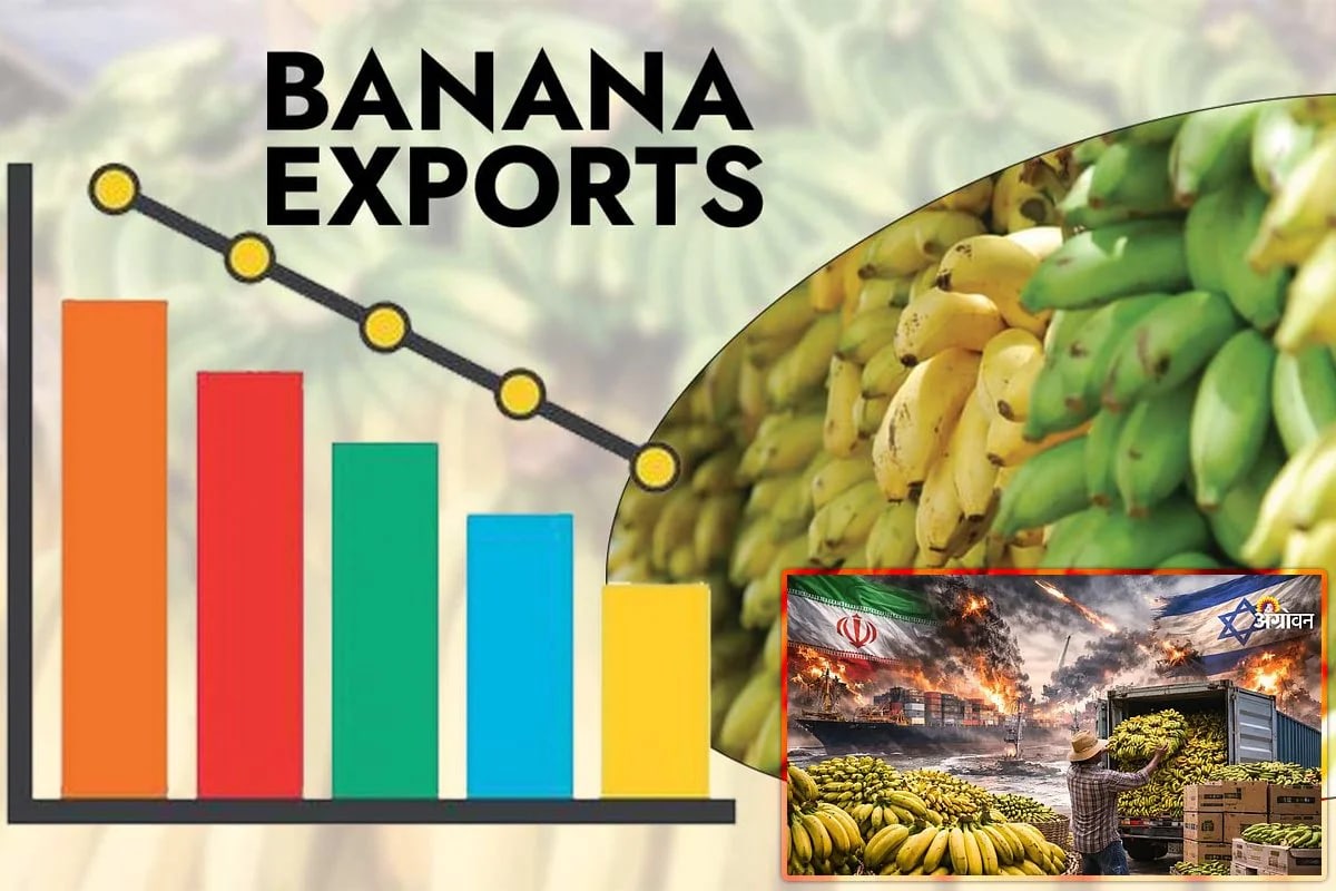 Banana Farmers in Andhra Pradesh Struggle as Gulf Export Halt Triggers Losses