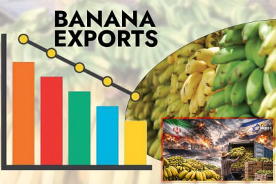 Banana Farmers in Andhra Pradesh Struggle as Gulf Export Halt Triggers Losses