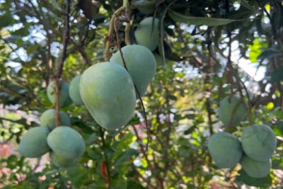 In India, mango isn’t just a fruit-it’s the king of fruits.