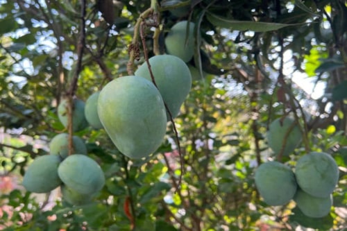 In India, mango isn’t just a fruit-it’s the king of fruits.