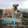 Rosie the Border Terrier