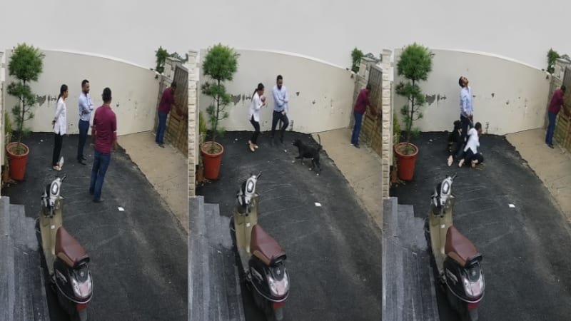 Pitbull Attack in Patiala: Couple Injured, Woman Serious