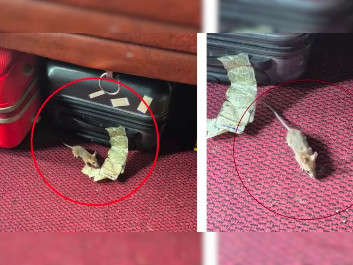 Rat Bites Passenger in Train