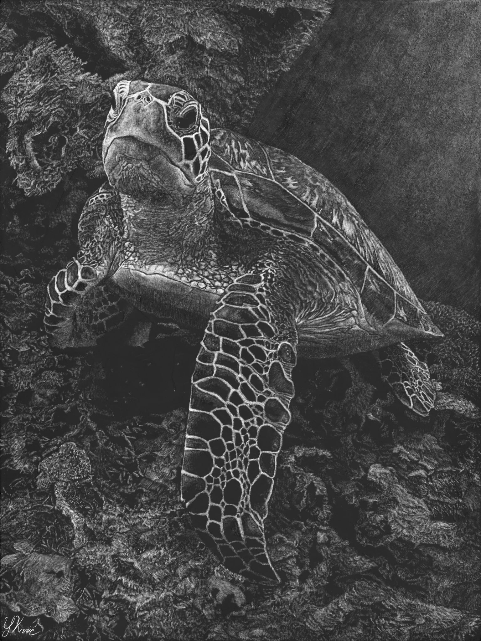 Turtle, 9" x 12", 2024