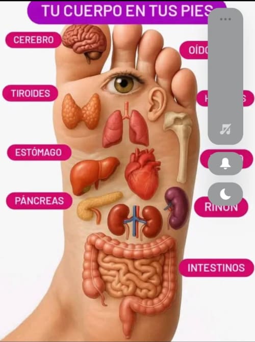 Podología clínica con masaje podal #2