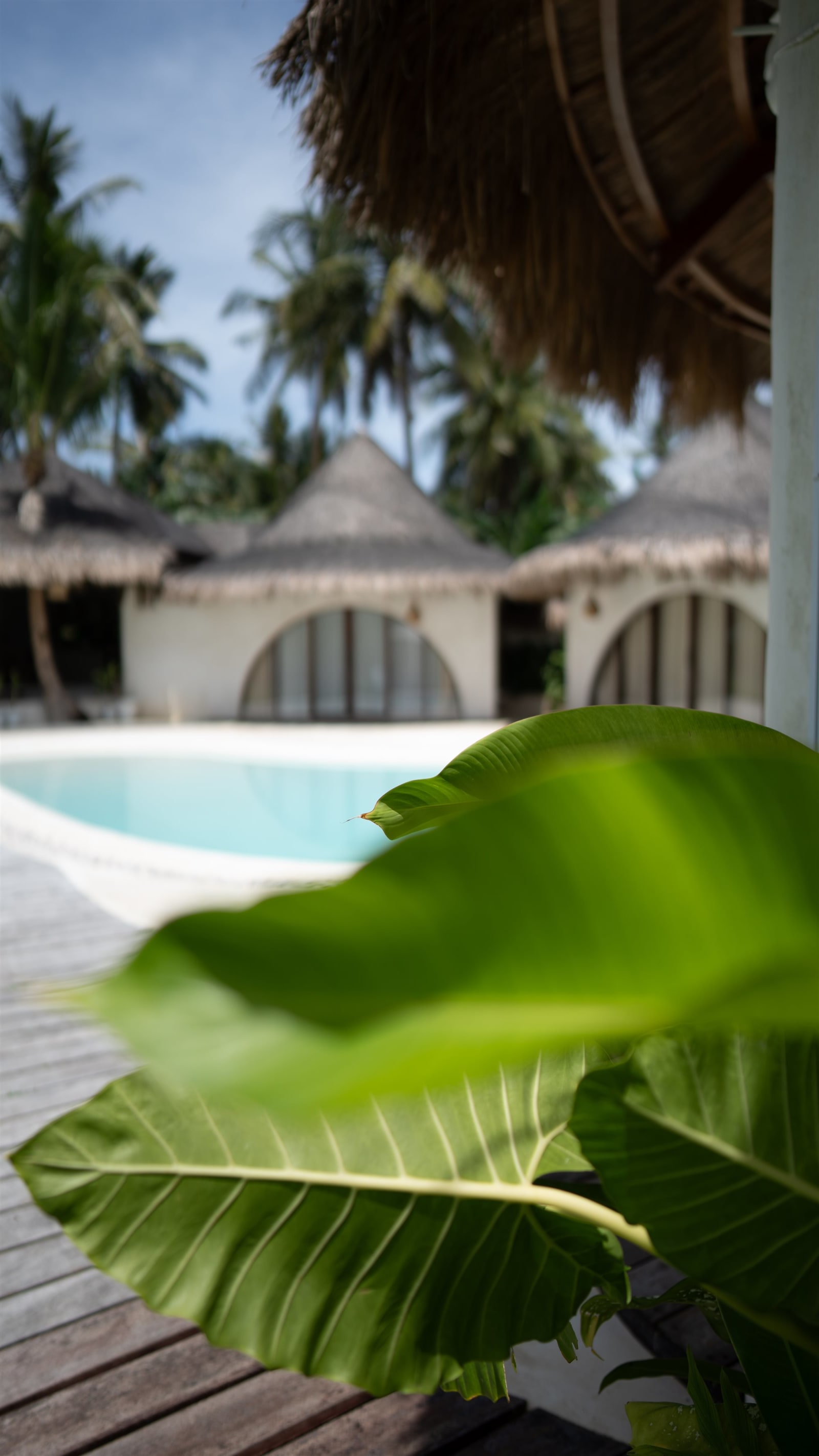The tropical outdoor grounds of Kalo Villa