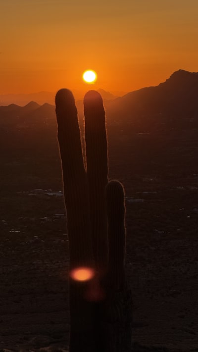 Cactus & Sunset 🏜️