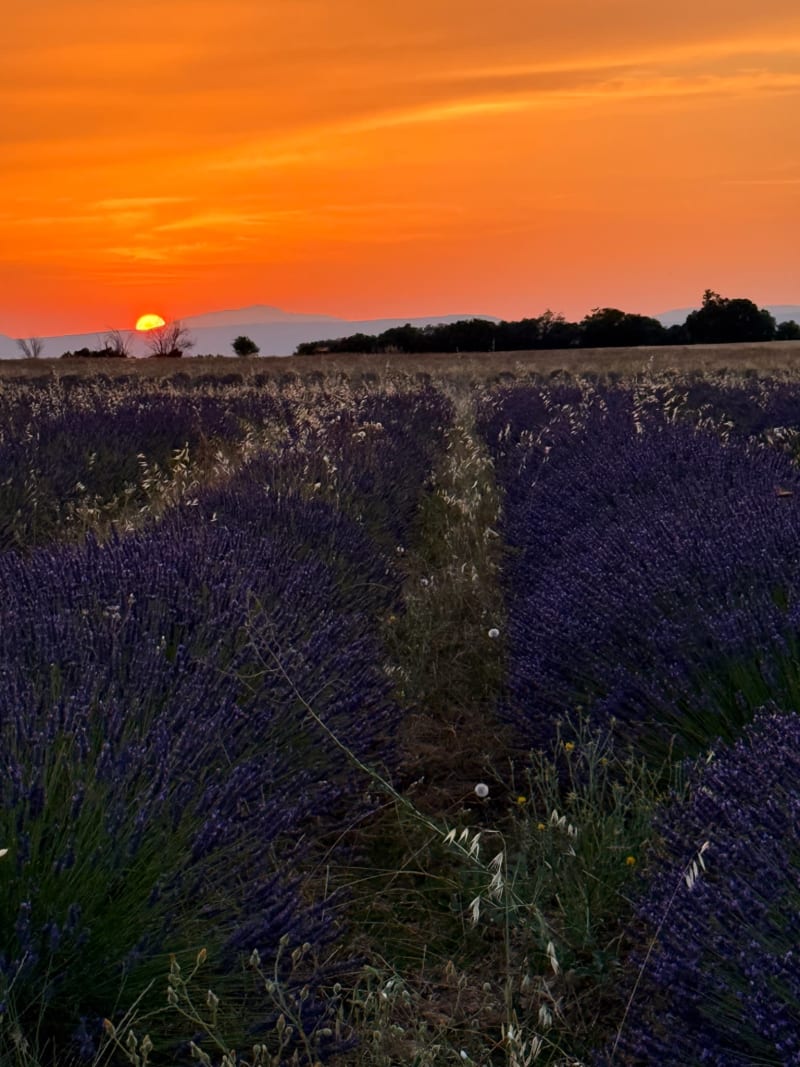 Valensole Sunset