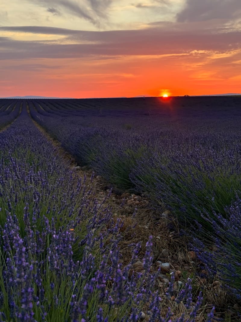 Lavender Fields Sunset