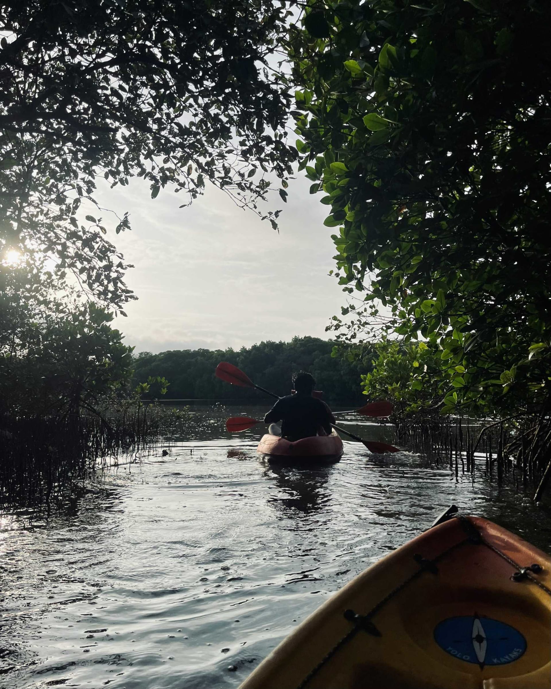 Serene kayaking adventure through mangrove forests