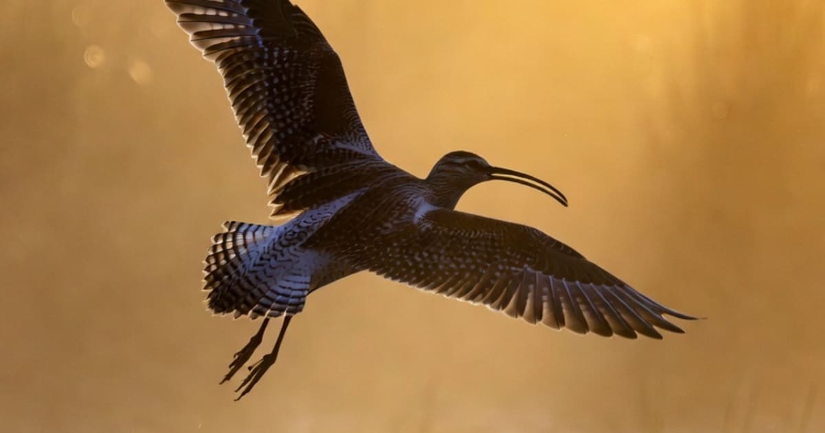 Conservation Breakthrough: First Headstarted Curlew Returns to Breed in Ireland