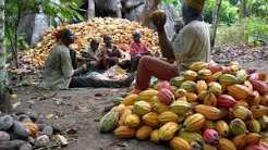 Nigeria Agricultural Commodity Prices, June 2026