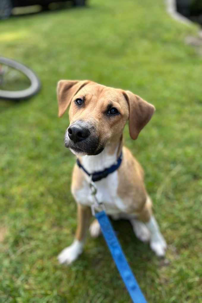 Hund an blauer Leine, blickt interessiert in Richtung Kamera 