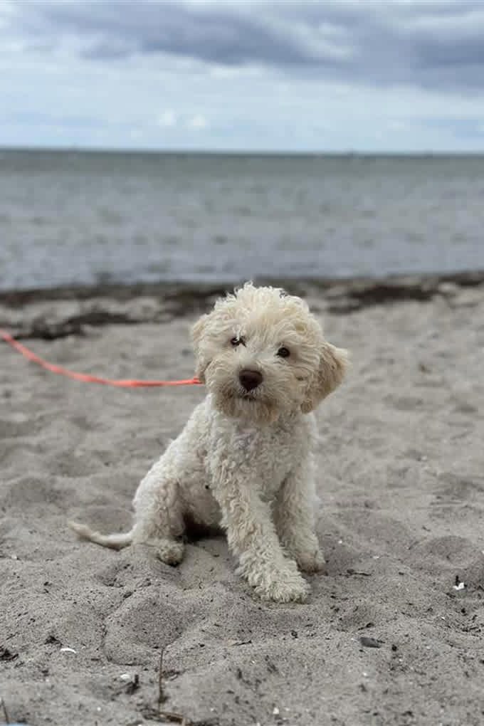 Kleiner Hund an roter Leine, sitzt an Sandstrand, mit Meer im Hintergrund