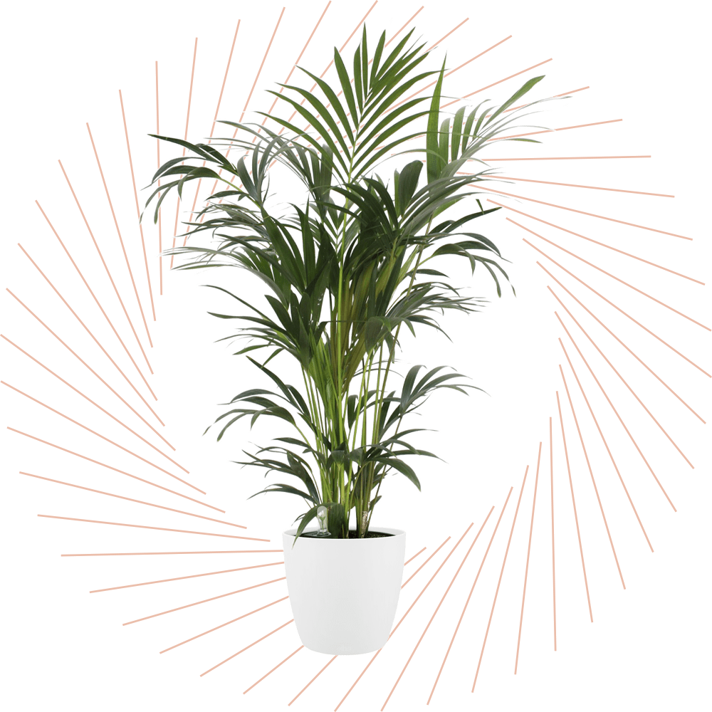 Grüner Farn in weißem Topf