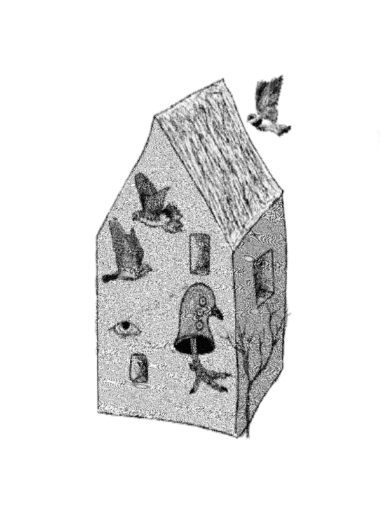 Palomas, oficina soto