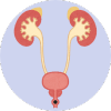 Urology {Urinary System}