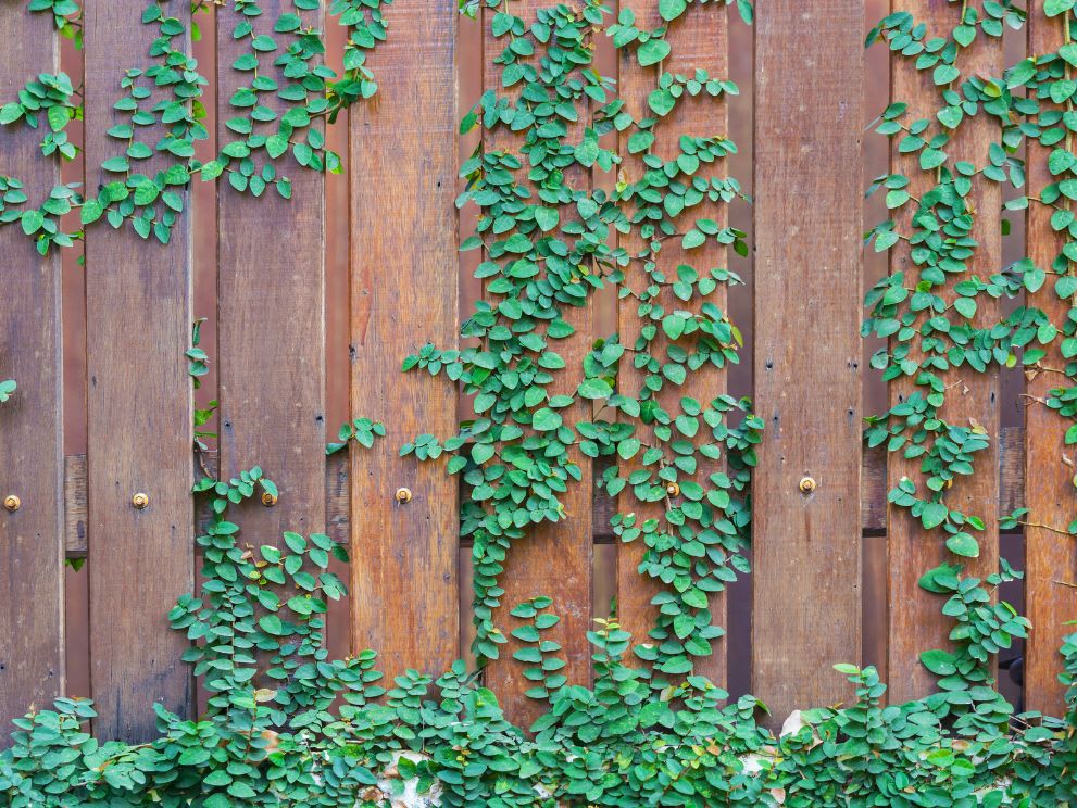 climbing vines