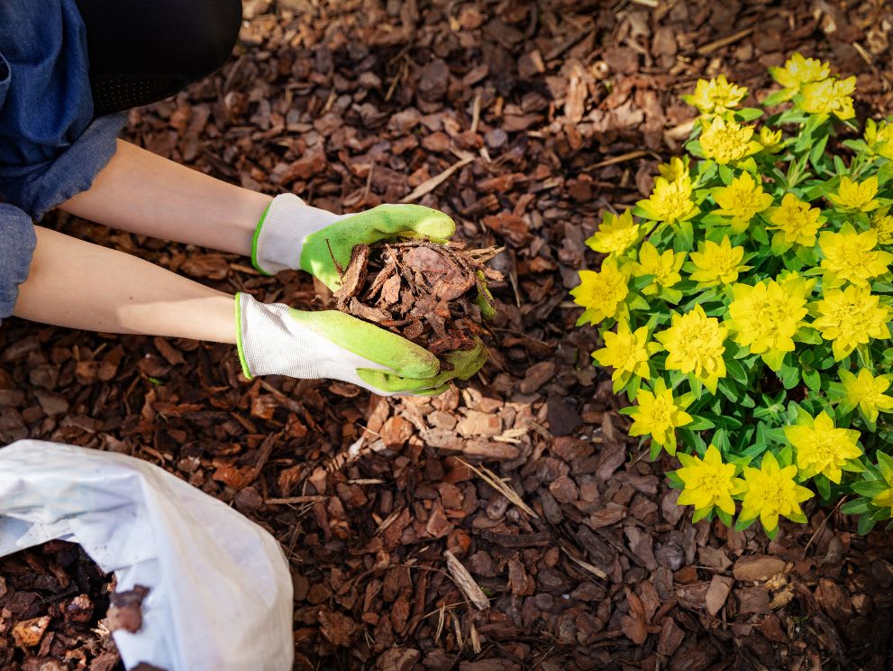 mulching