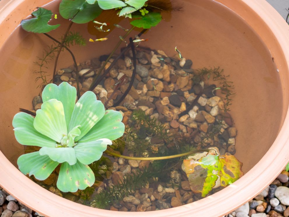 pond in a pot