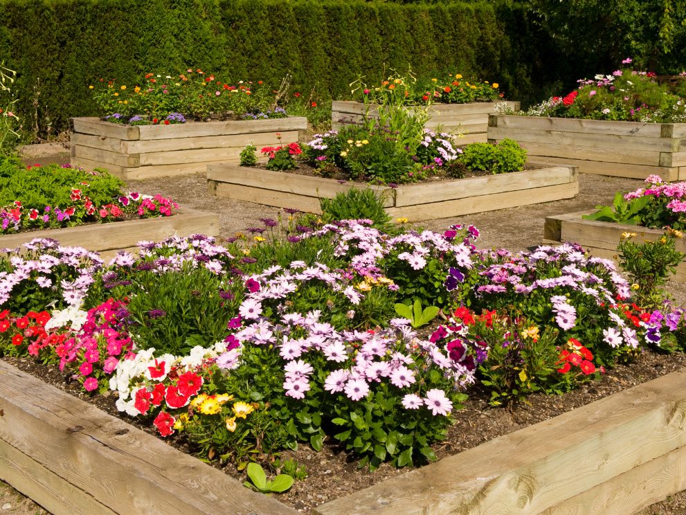 Raised flower beds with annuals