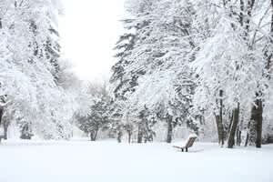 Snow covered trees, bench, and park