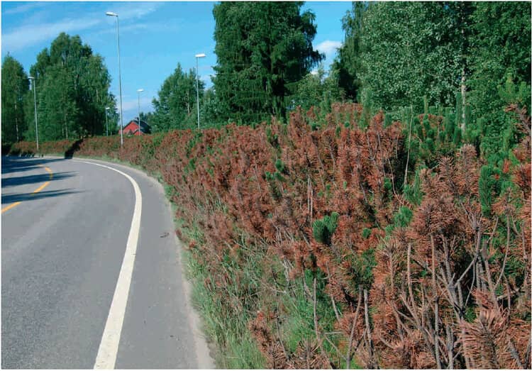 Plants and trees of side of road