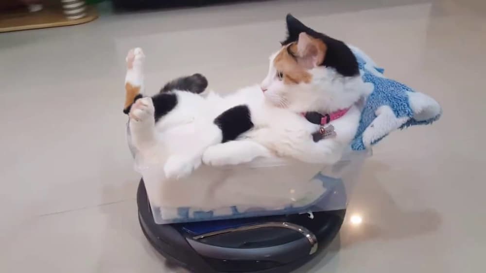 A cat sitting in a plastic container that is placed on top of a autonomous vacuum cleaner.