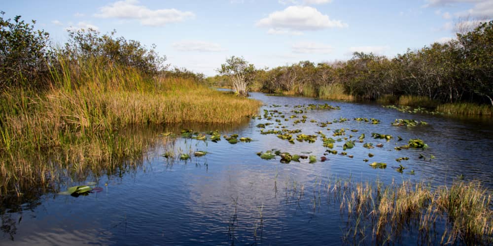 Everglades