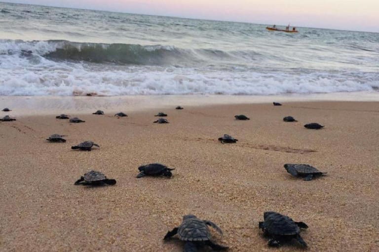 sea turtles on beach
