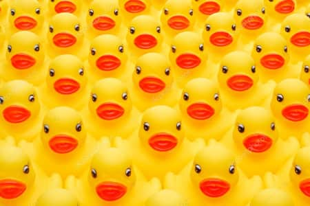 Yellow rubber ducks