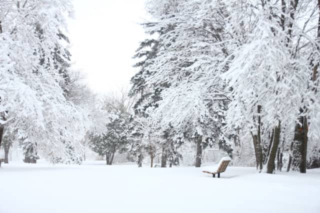 Park with trees covered in snow