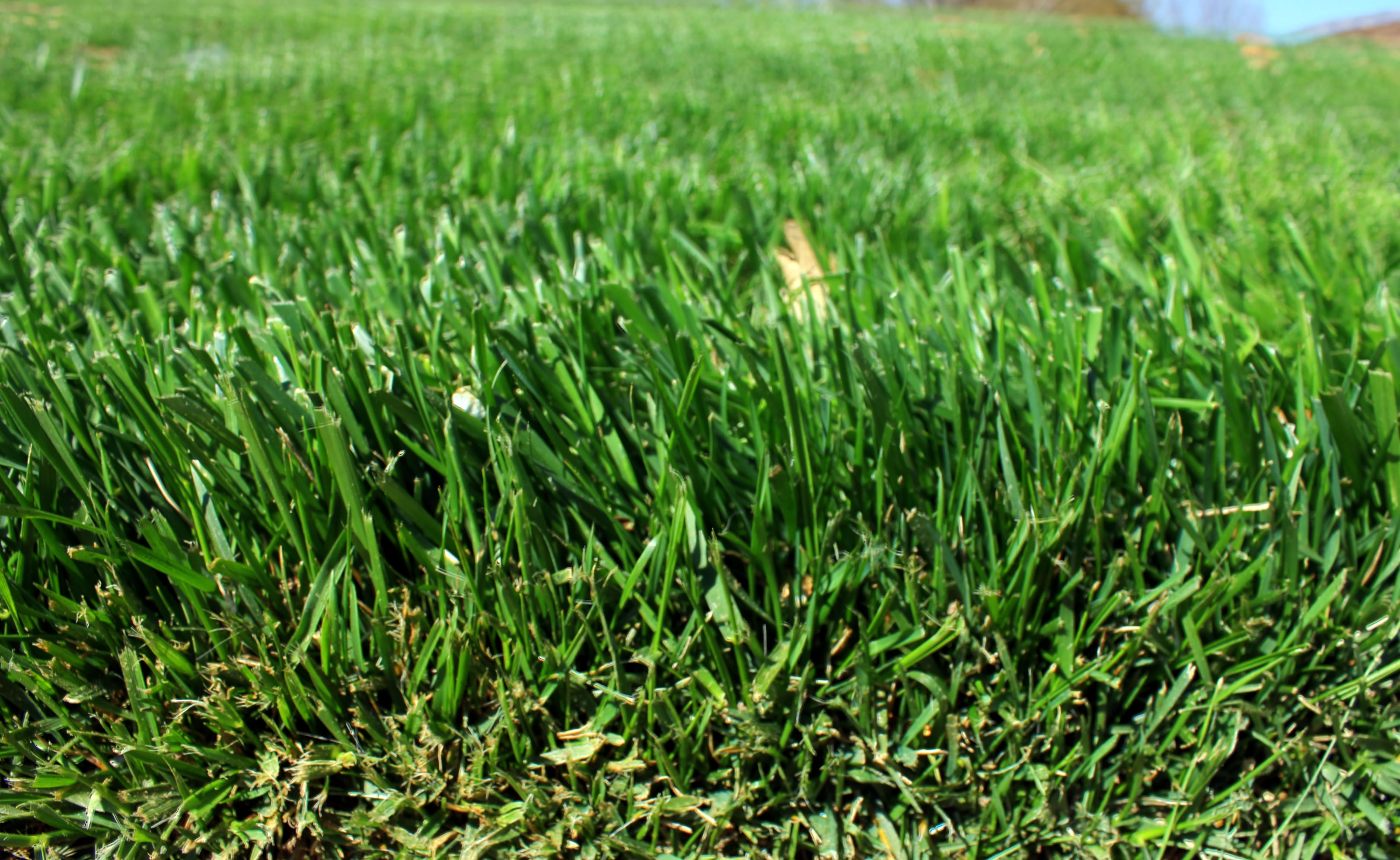 Grass 101: The Earth’s Blanket | DOZR