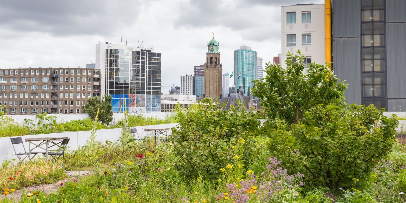 Image showcasing Green Roofing: What It Is and How To Do It