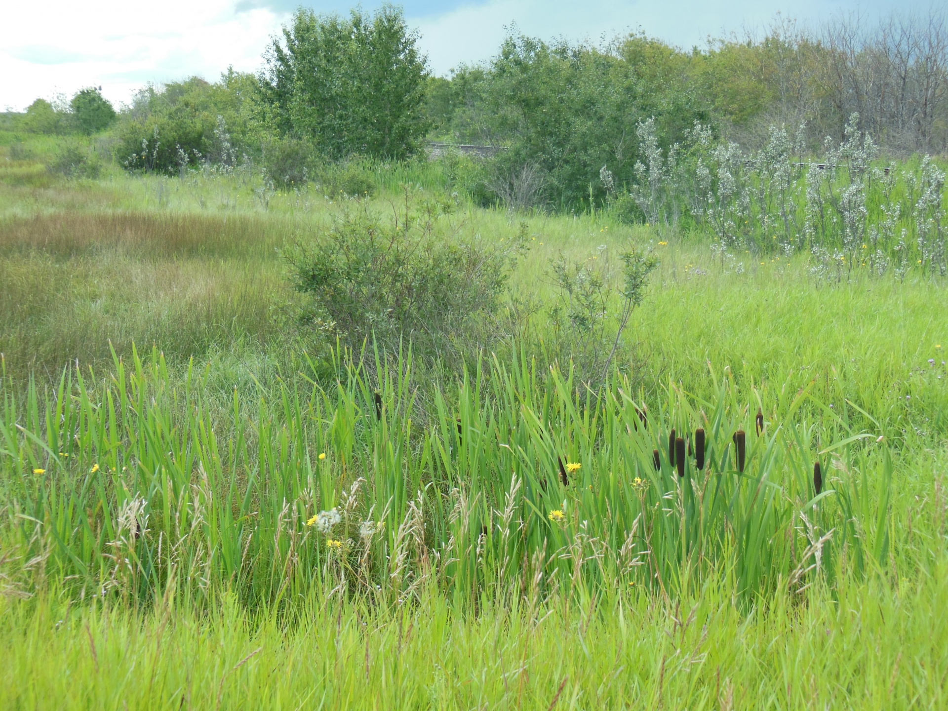 Prarie Grass