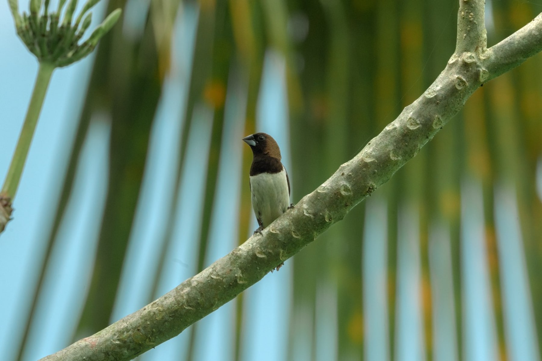 Chestnut Munia