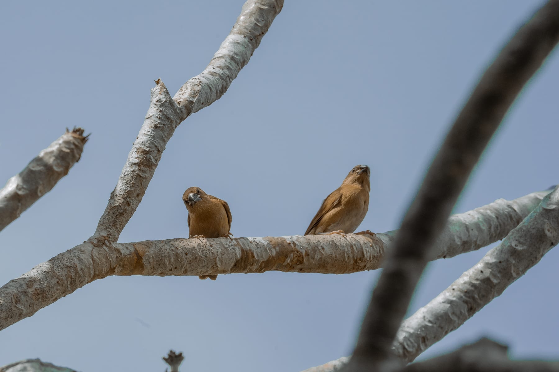 Scaly Munia