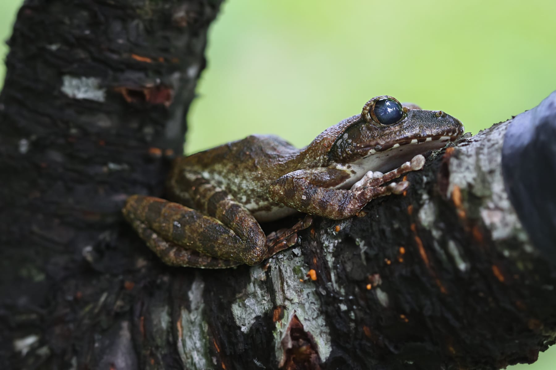 Treefrog