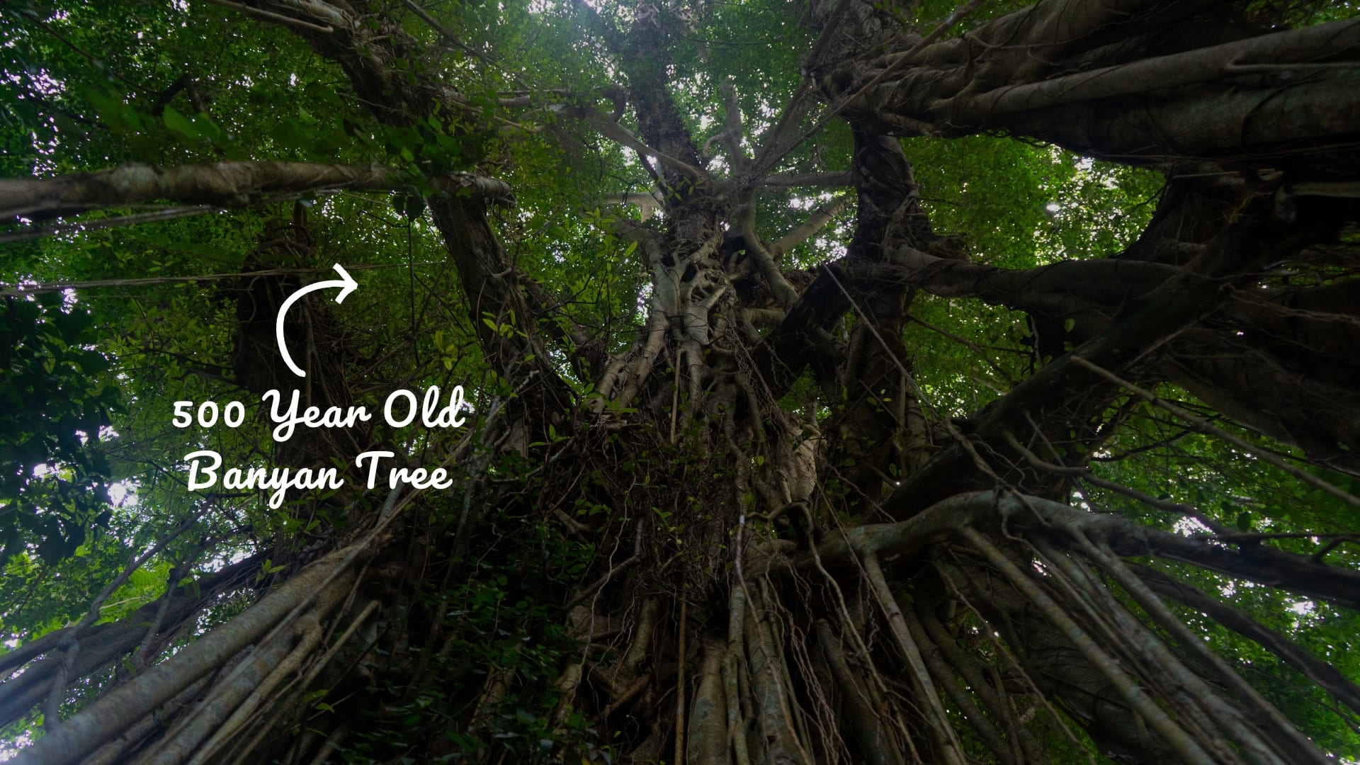 500 Year Old Banyan Tree