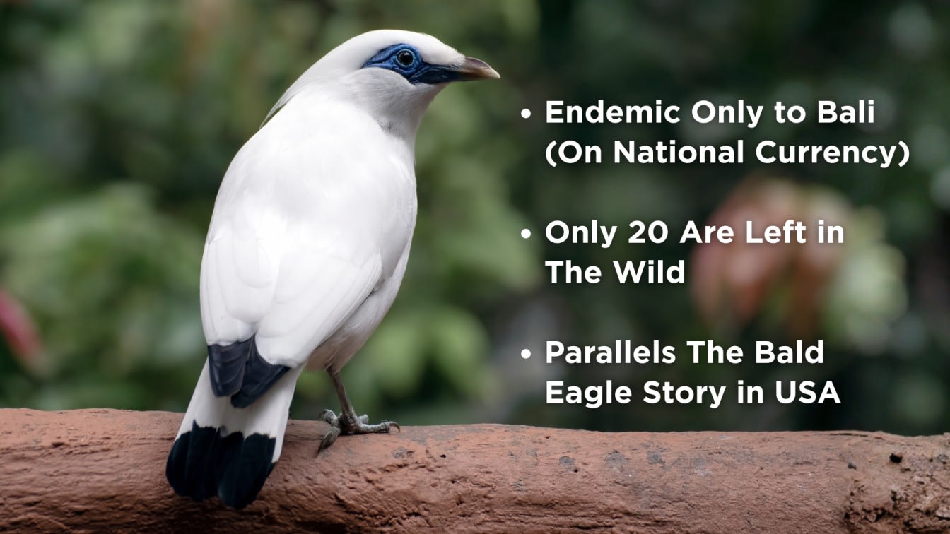 Bali Myna and native wildlife