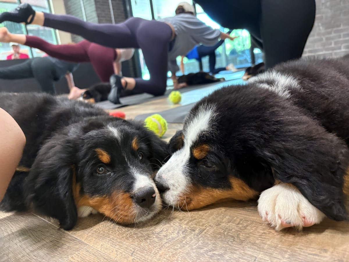 Two Bernese Mountain Dog puppies resting during a puppy yoga class at Grandscape